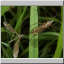 Tipula sp - Schnake 03d.jpg